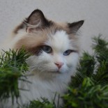 Ginger - 4 ans - Chatterie Ragdolls du Val de Beauvoir